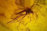 Fossil Aphid, Ant and Two Flies in Baltic Amber #150705-3